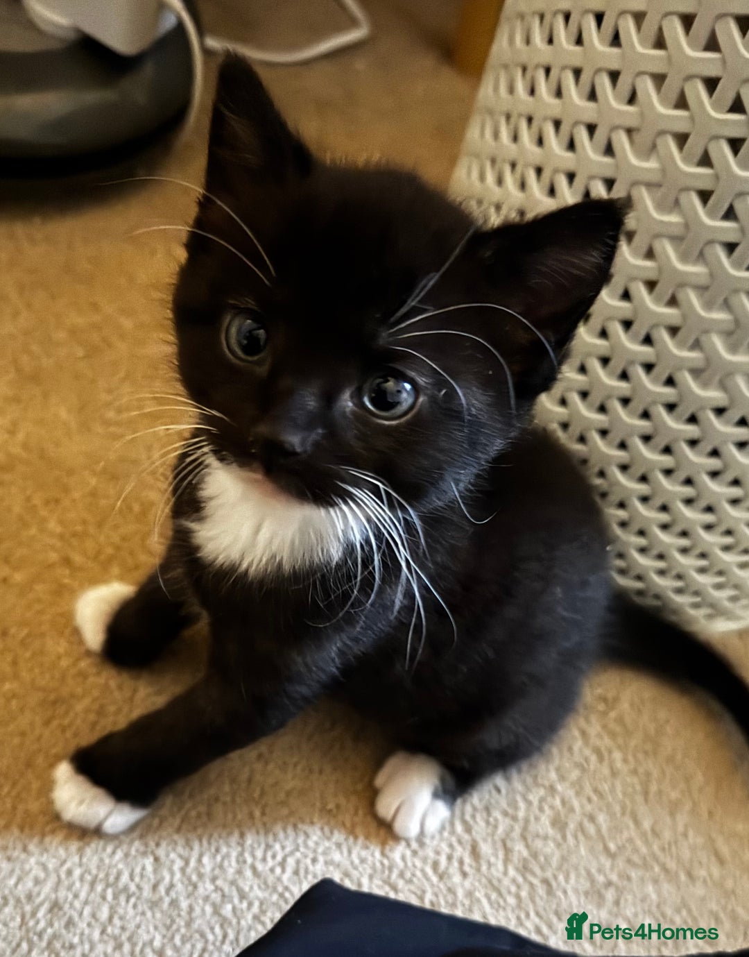 Domestic Shorthair cats for sale: Gorgeous boy and girl kittens  - Image 9