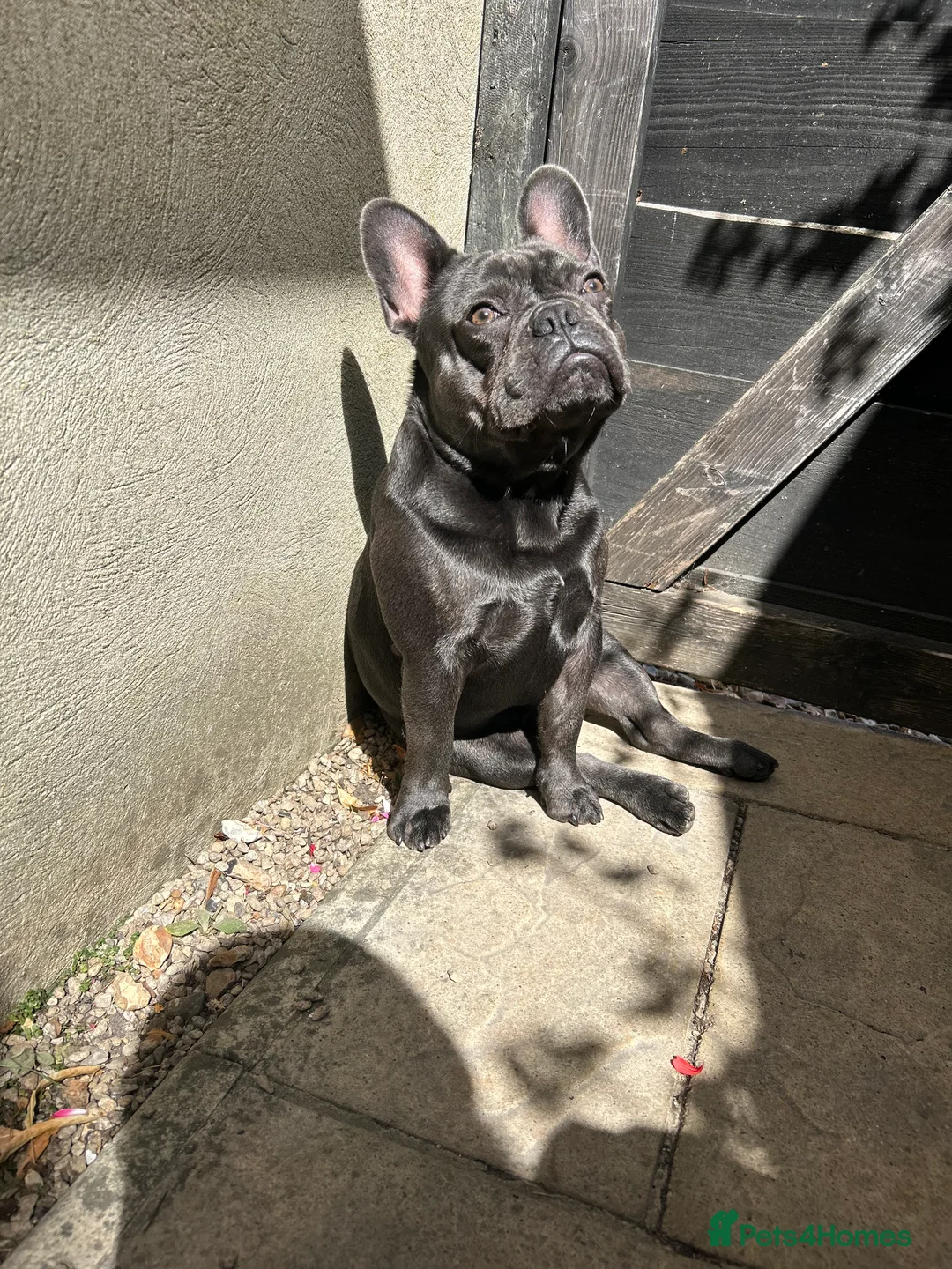French Bulldog dogs for stud: Blue French Bulldog Stud Available – Aki 🐶💙 - Advert 14