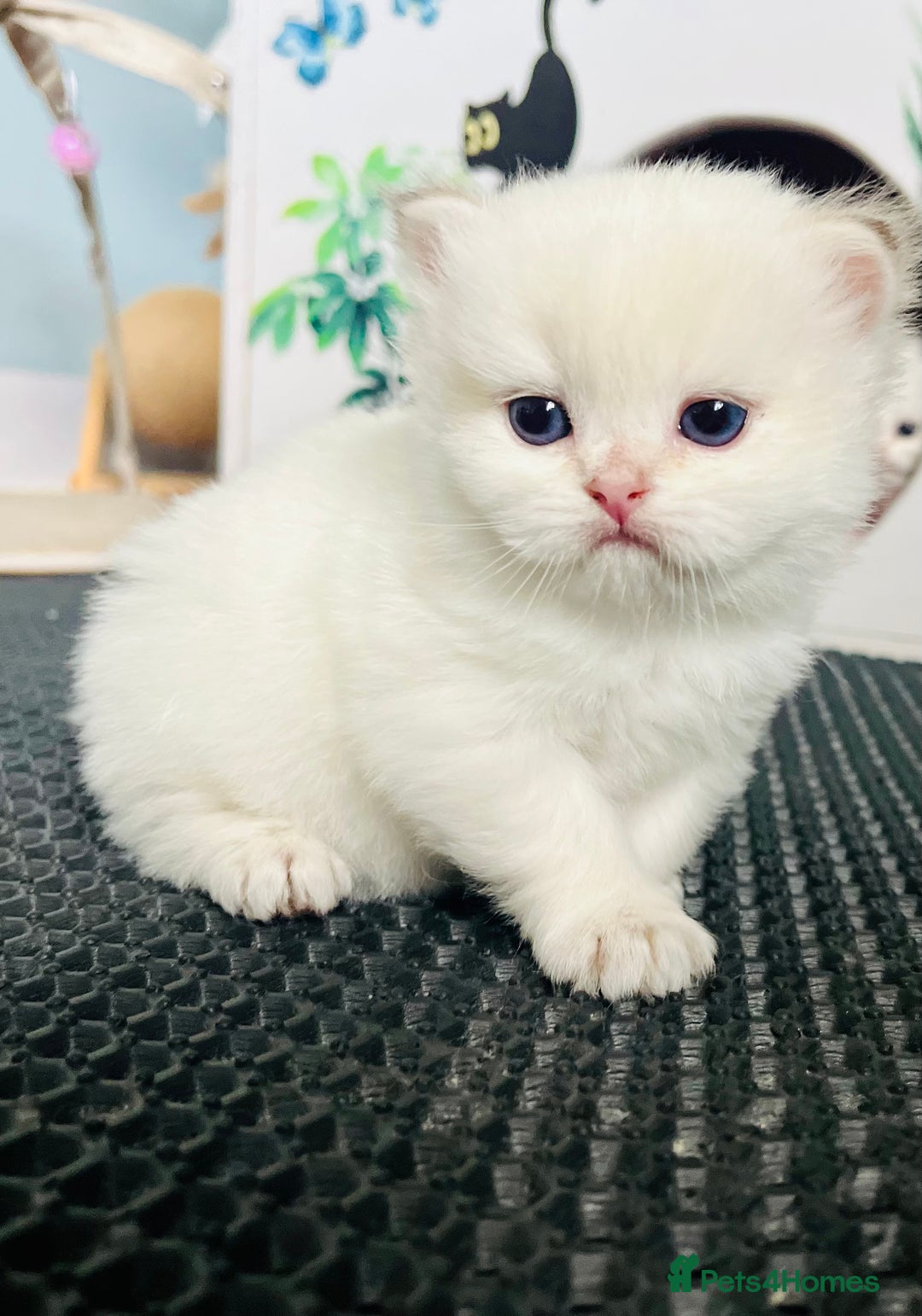 British Longhair cats for sale: 🐾🤩❤️Gold Angels - tiny stars 🐾❤️🐱 - Image 33