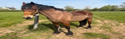 Welsh Section D horses for sale: Welsh Section D Bay gelding  in Hereford - Advert 7
