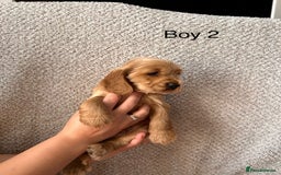 Cocker Spaniel dogs for sale: Golden English Show Cocker Spaniel puppies - Image 13