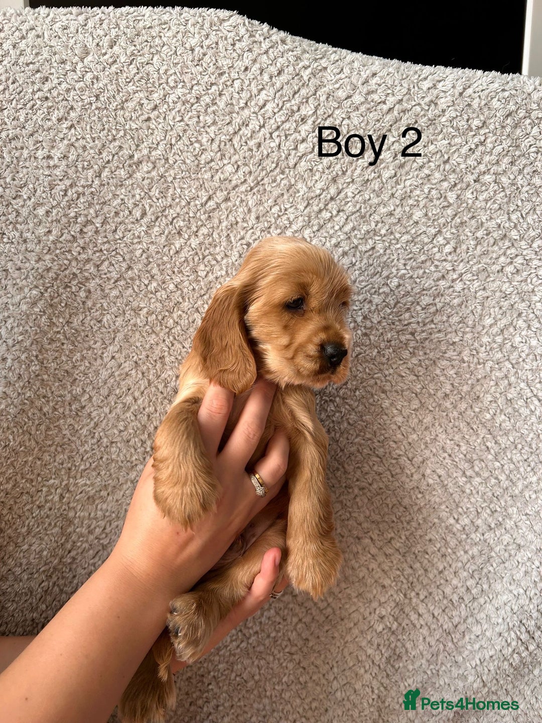 Cocker Spaniel dogs for sale: Golden English Show Cocker Spaniel puppies - Image 13