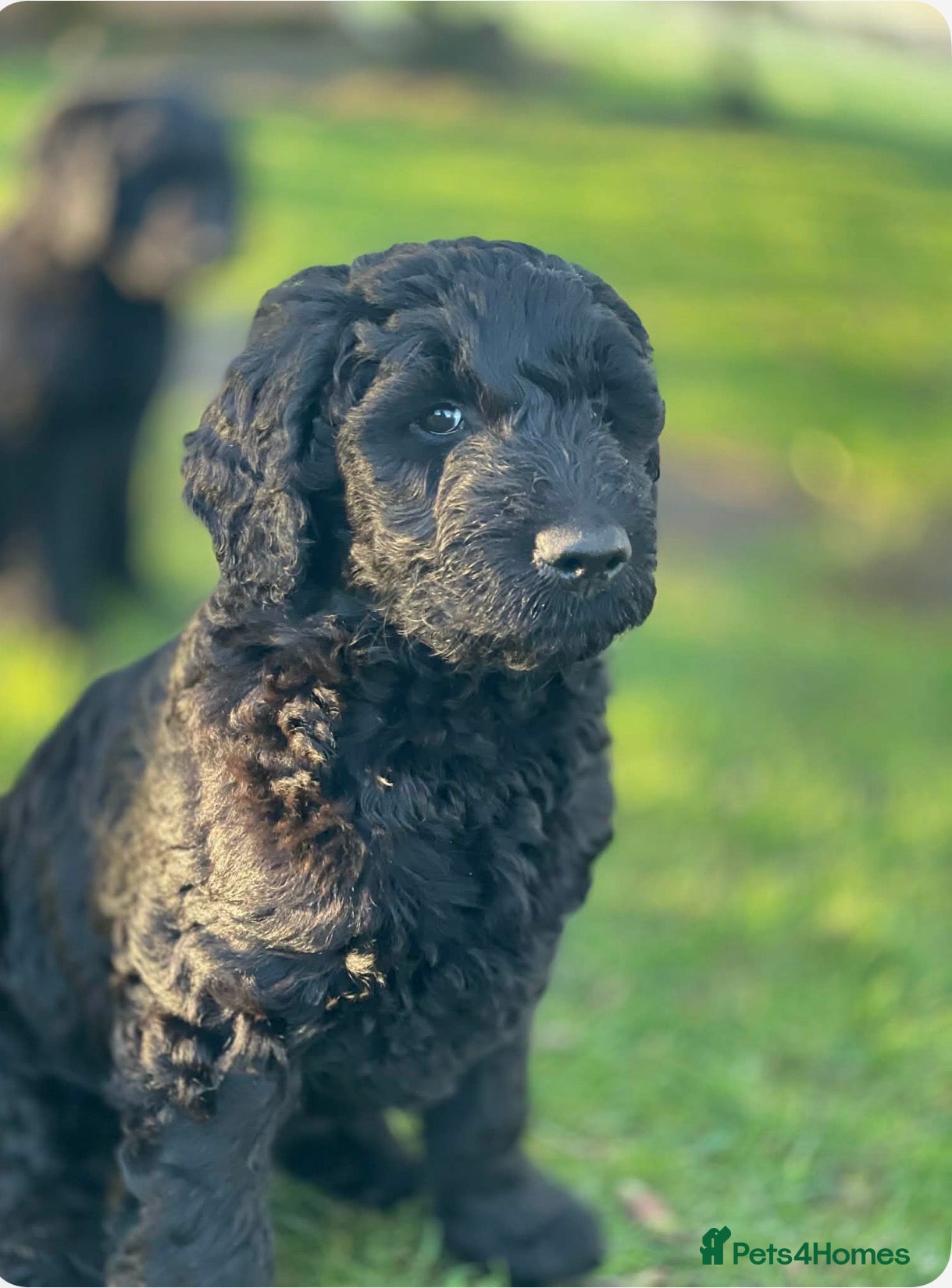 Goldendoodle dogs Stunning F2 Goldendoodle labradoodle Puppies - Advert 2