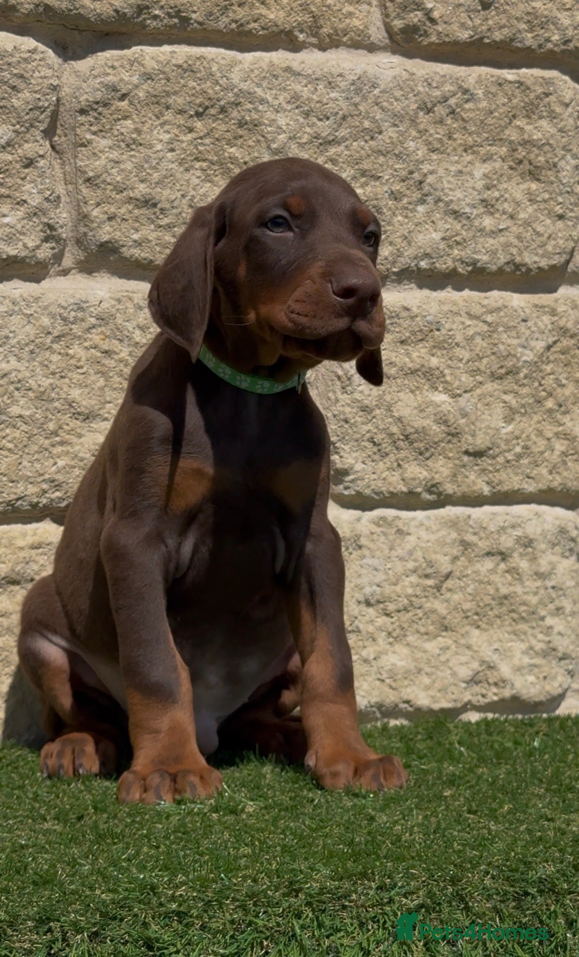 Dobermann dogs Full European Dobermans - Advert 1