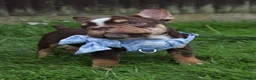 French Bulldog dogs for sale: Chick🤍 - Advert 9