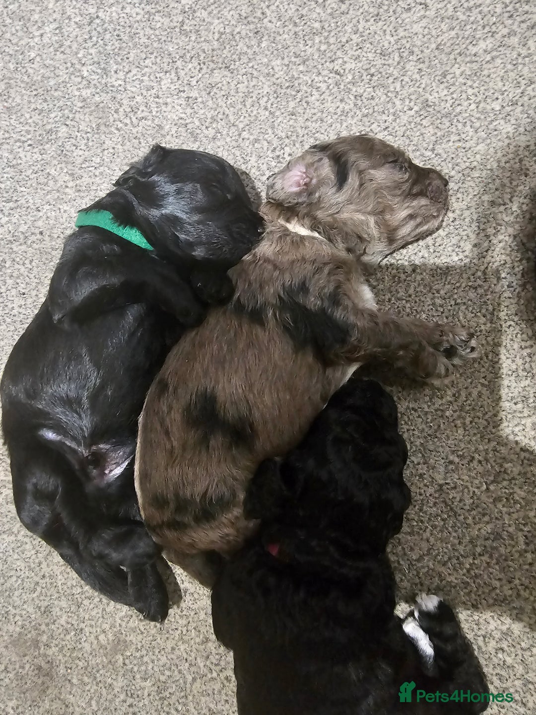 Cockapoo dogs for sale: Beautiful Merle Cockapoo puppies - Advert 15