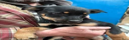 Australian Kelpie dogs for sale: Australian kelpie puppies - Advert 16