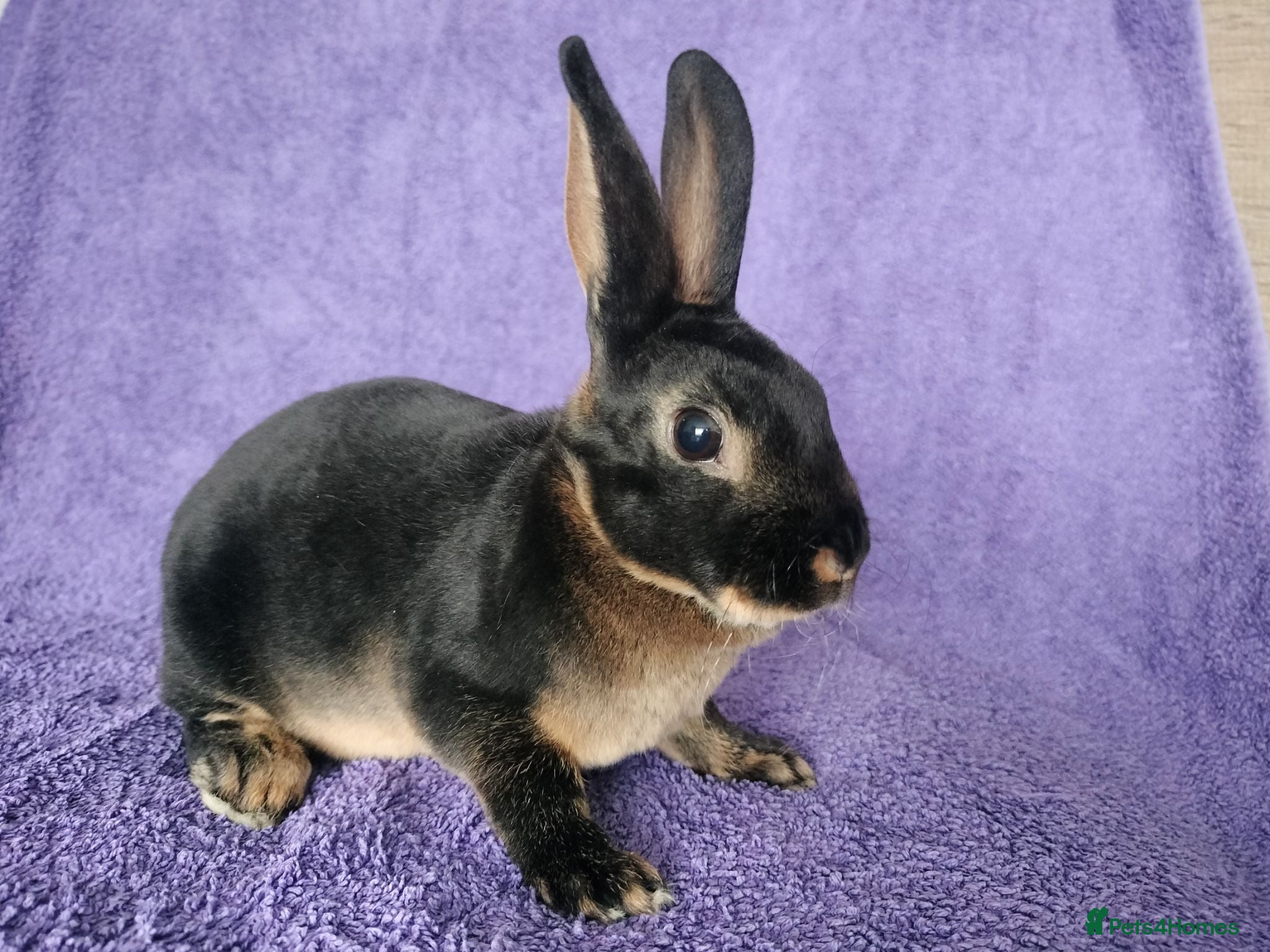 Rex rabbits Baby mini rex for sale  - Advert 3