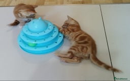 Mixed Breed cats for sale: Amazing, beautiful kittens 3 boys, 2 girls - Image 5