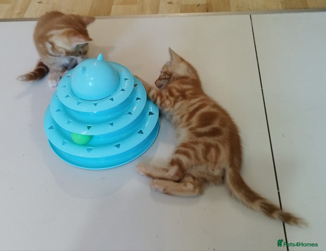 Mixed Breed cats for sale: Amazing, beautiful kittens 3 boys, 2 girls - Image 5