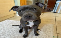 Staffordshire Bull Terrier dogs for sale: Staffordshire Bull Terrier Puppy - Image 1