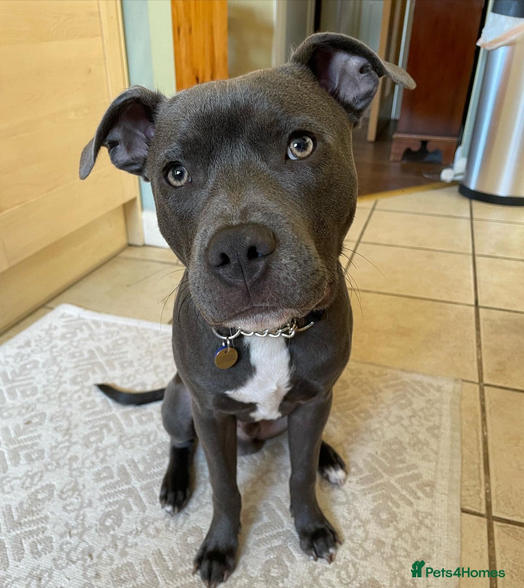 Staffordshire Bull Terrier dogs for sale: Staffordshire Bull Terrier Puppy - Image 1