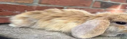 Mini Lop rabbits for sale: Pedigreed pure bred mini lops  - Advert 40