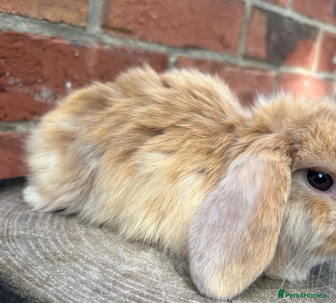 Mini Lop rabbits for sale: Pedigreed pure bred mini lops  - Advert 40