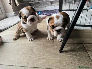 English Bulldog dogs 2🐶KC❗️registered English bulldog puppies✨️🔥 - Advert 14