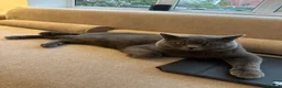 British Shorthair cats for stud: Blue British shorthair  - Advert 2