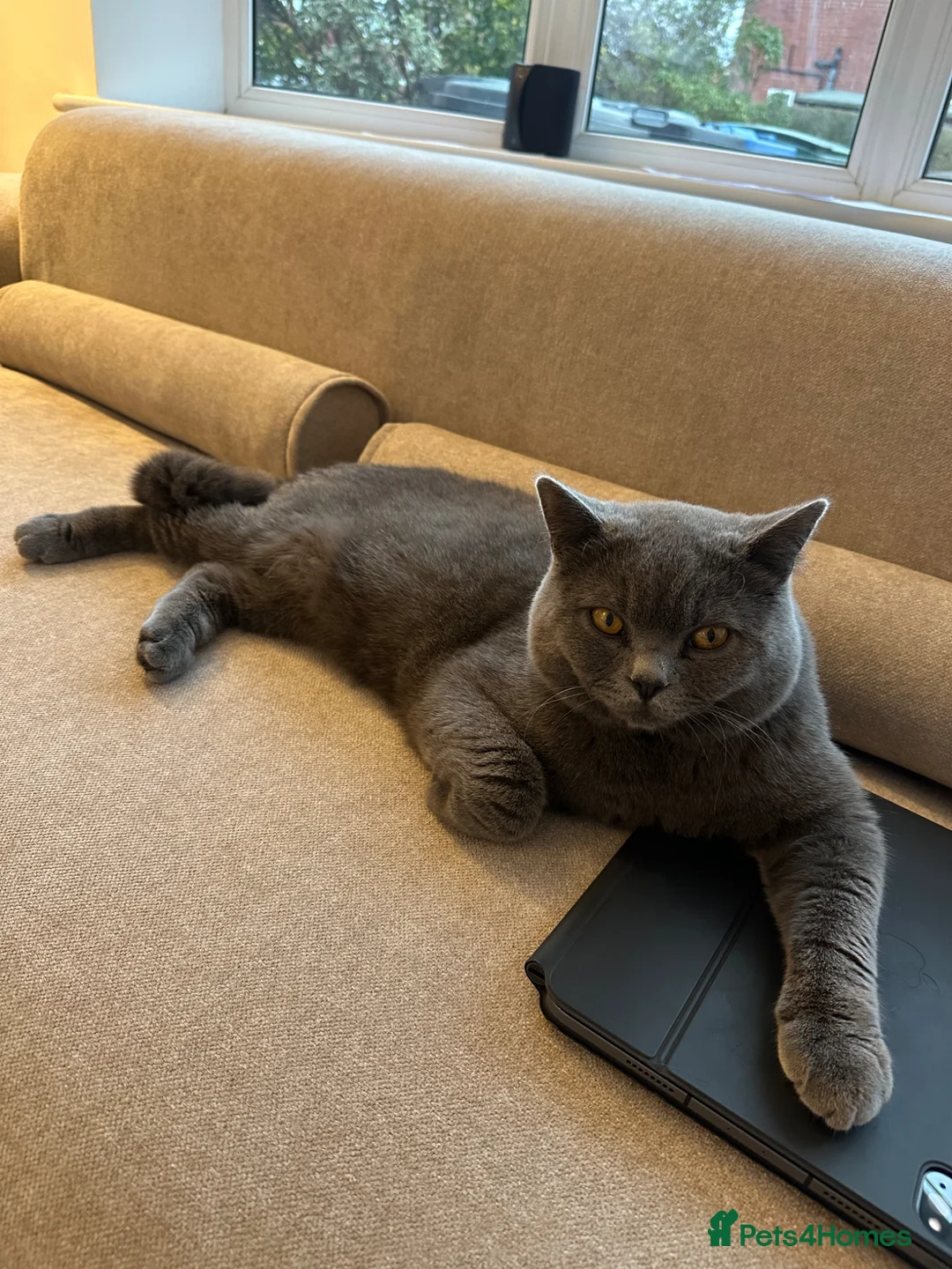 British Shorthair cats for stud: Blue British shorthair  - Advert 2