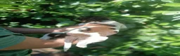 Mixed Breed dogs for sale: Rare English Springer X Brittany Spaniels  - Advert 13