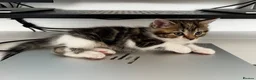 American Shorthair cats for sale: 3 Little Tabbies Looking for Their Forever Homes! - Advert 20