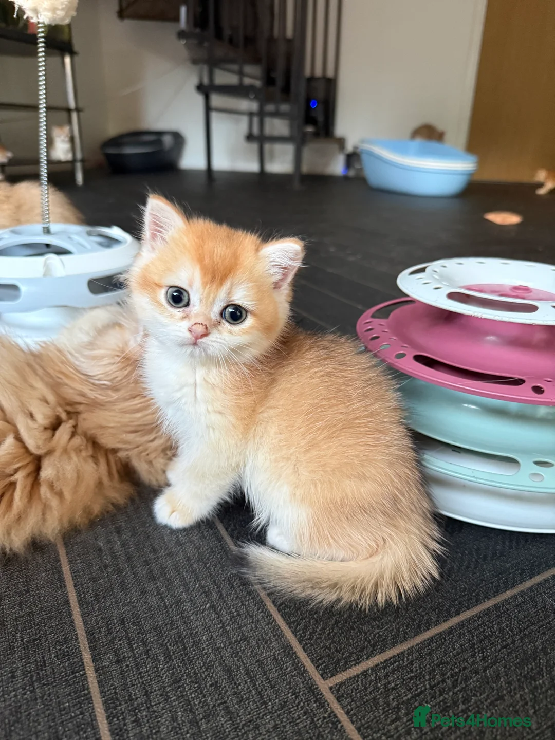 British Shorthair cats for sale: GCCF reg BSH Last Black Golden Female Kitten - Advert 14