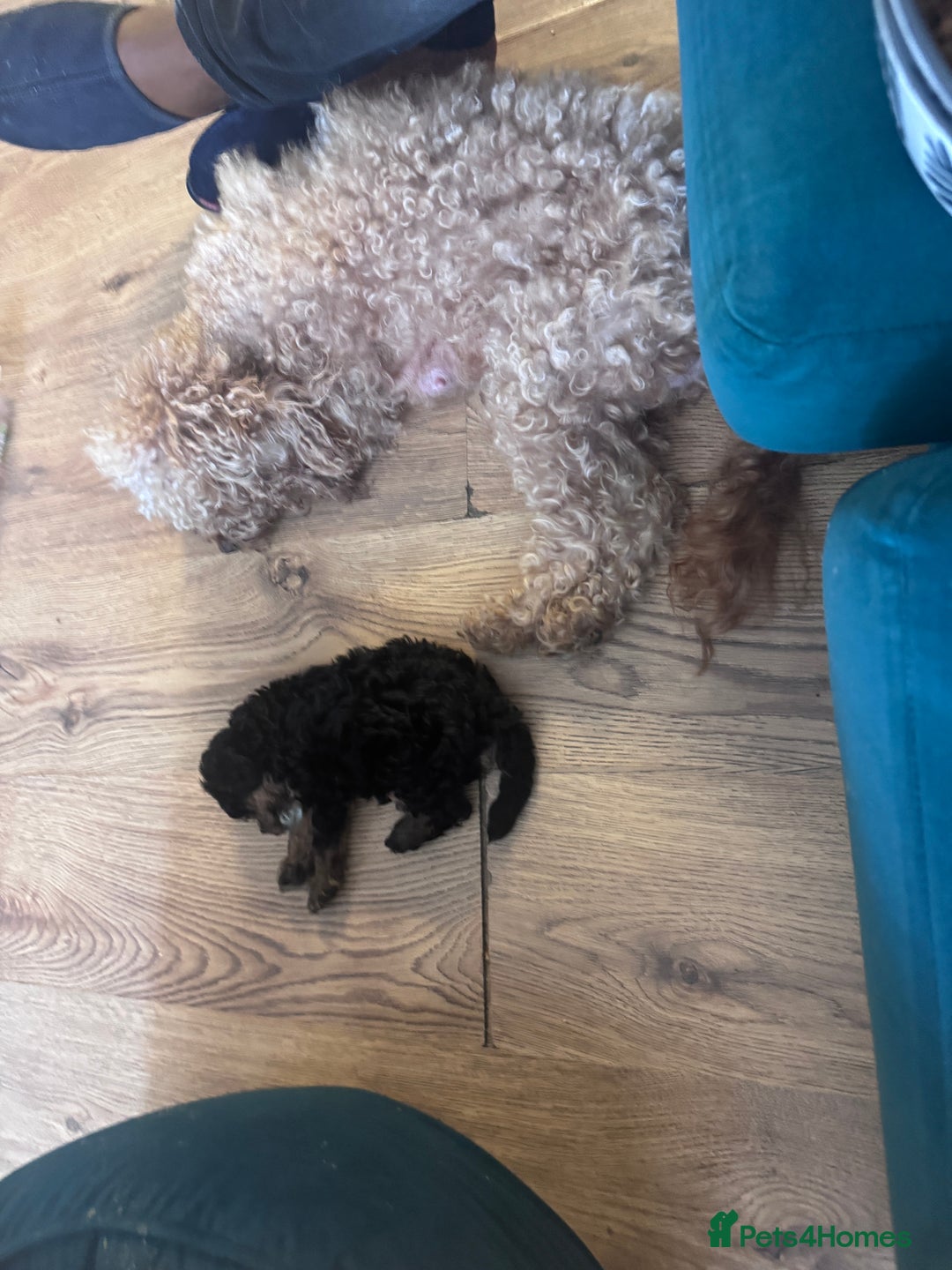 Cavapoo dogs for sale: Miniature cavapoos  - Image 8