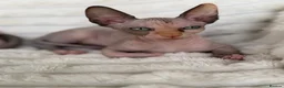 Sphynx cats for sale: Canadian Sphynx Kittens  - Advert 16