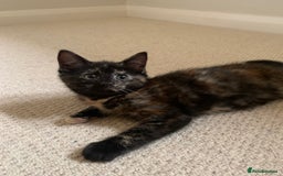 Mixed Breed cats for sale: Cute playful kittens  - Image 4