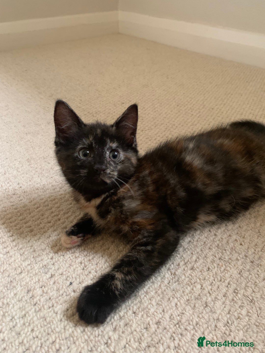 Mixed Breed cats for sale: Cute playful kittens  - Image 4