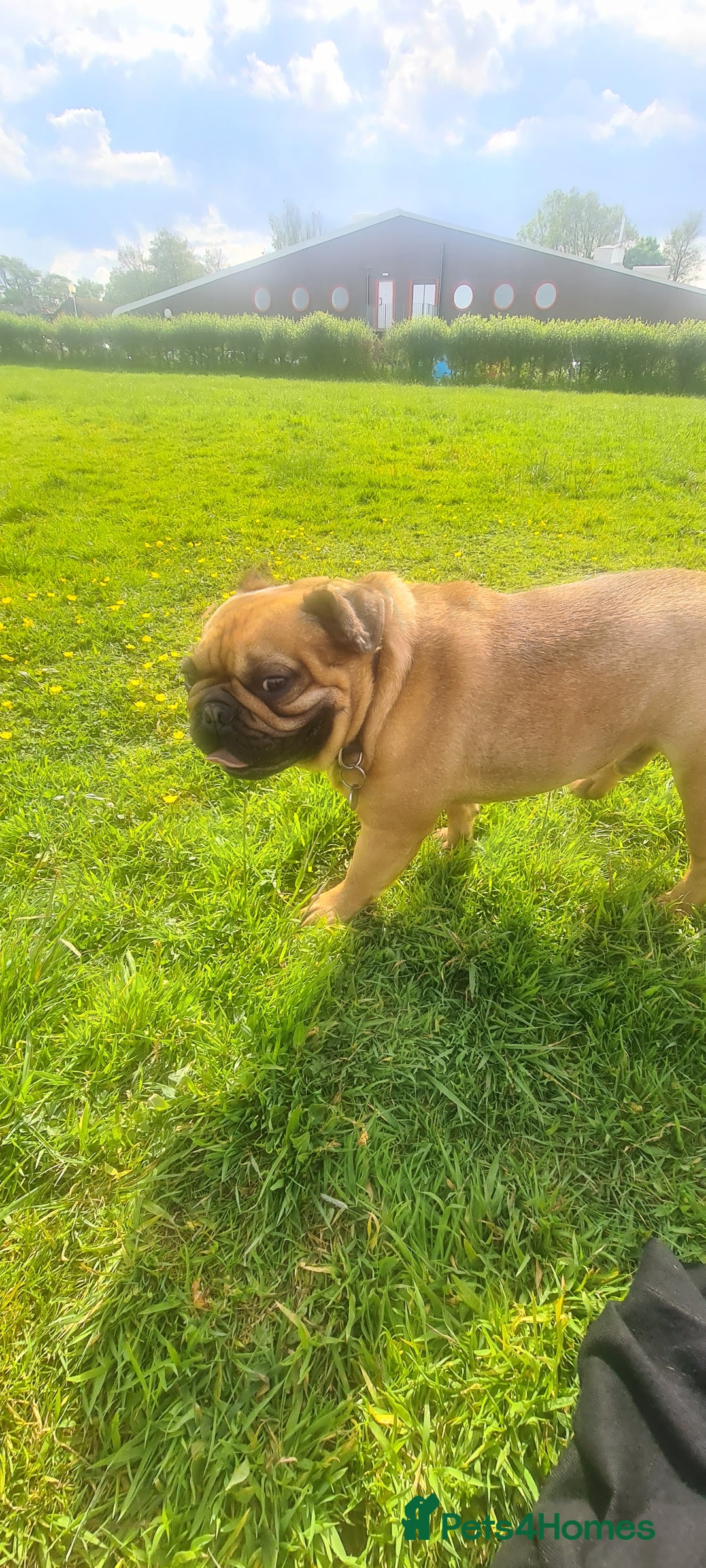 French Bulldog dogs for sale: Milo the frenchie - Advert 4