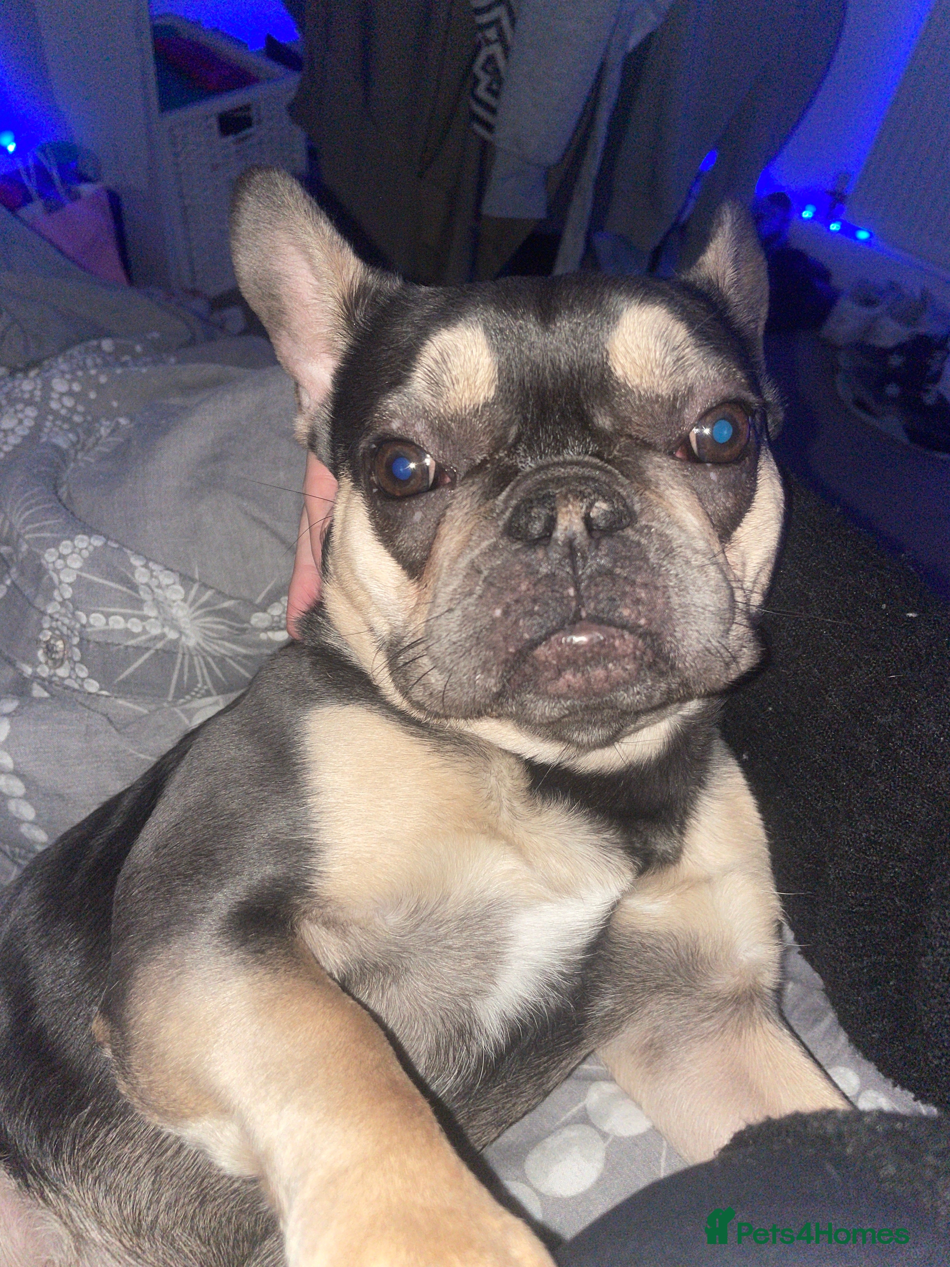 French Bulldog dogs French bulldog - Advert 5