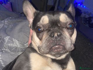 French Bulldog dogs French bulldog - Advert 1