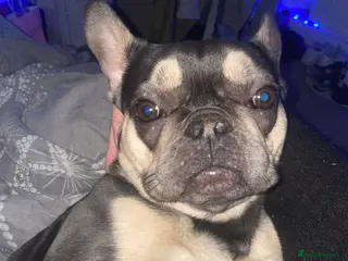 French Bulldog dogs French bulldog - Advert 14