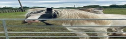 Irish Cob horses for sale: Beautiful poppet - Advert 8