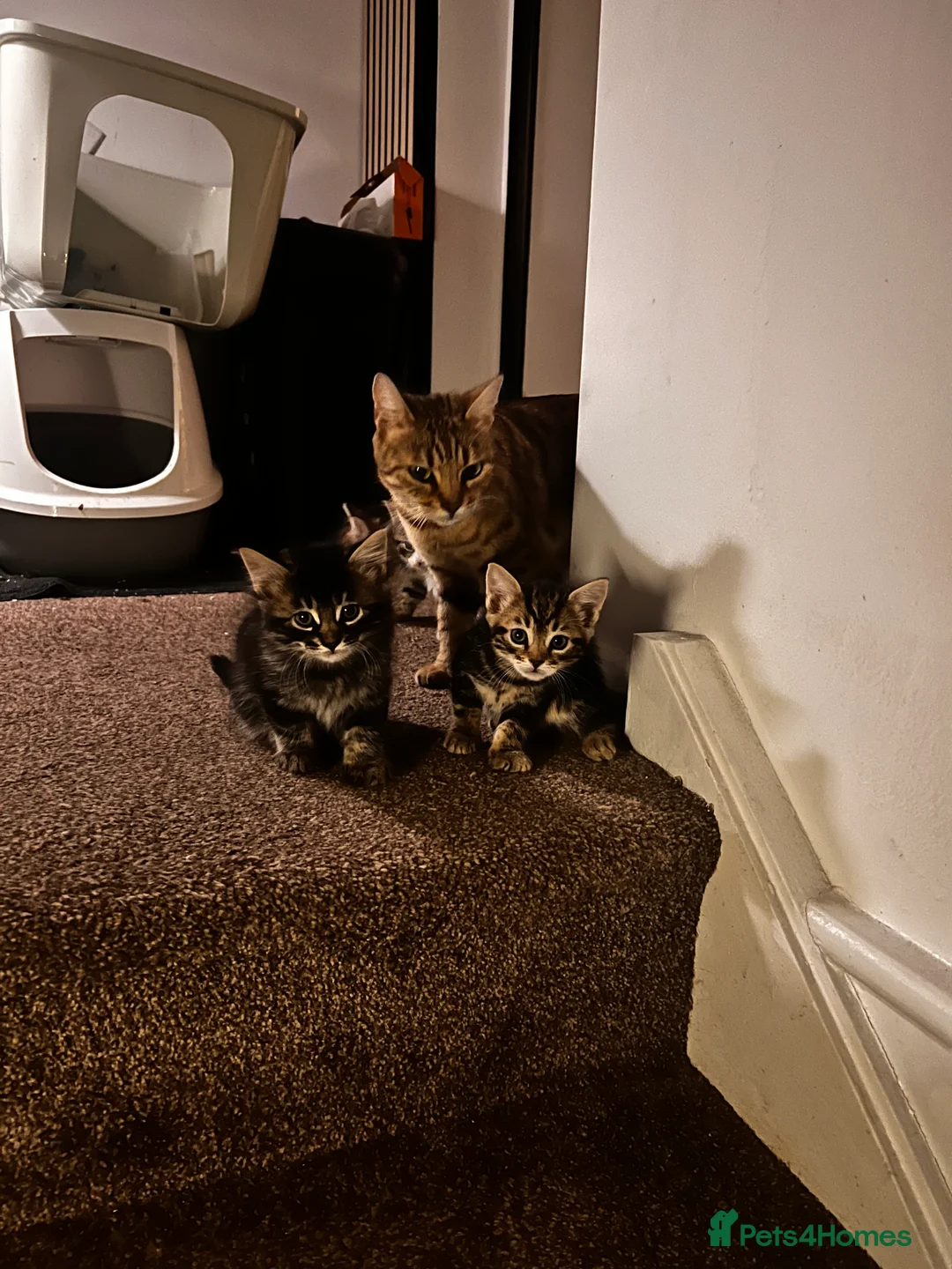 Bengal cats for sale: Beautiful Bengal Mix Babies – Playful & Loving in Wallington - Advert 2