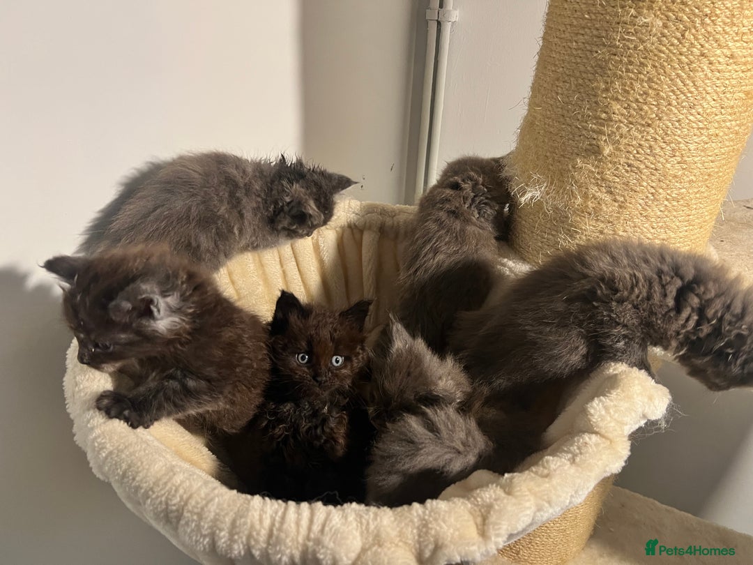 Maine Coon cats for sale: Main coon kittens  - Image 4