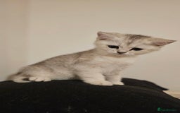 British Shorthair cats for sale: British Shorthair Kittens – Golden & Silver Shaded - Image 32