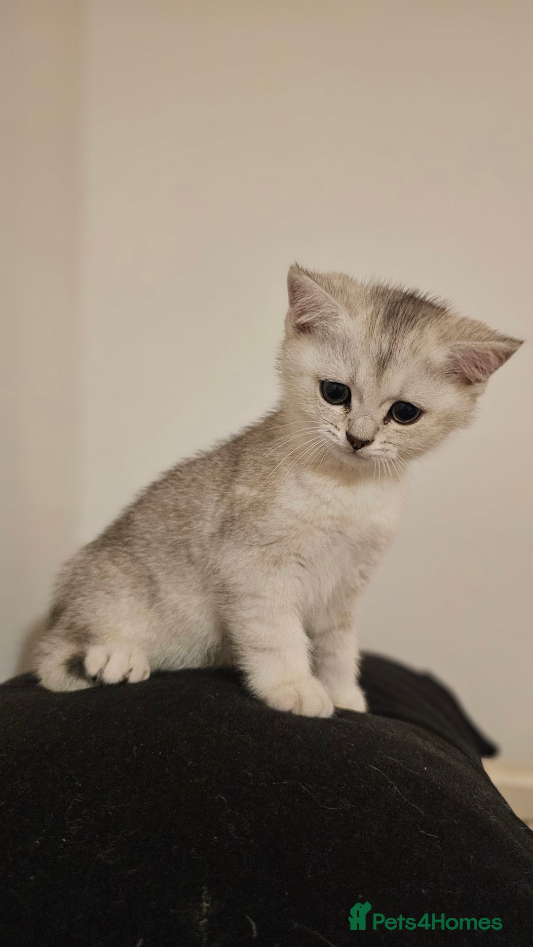 British Shorthair cats for sale: British Shorthair Kittens – Golden & Silver Shaded - Image 32