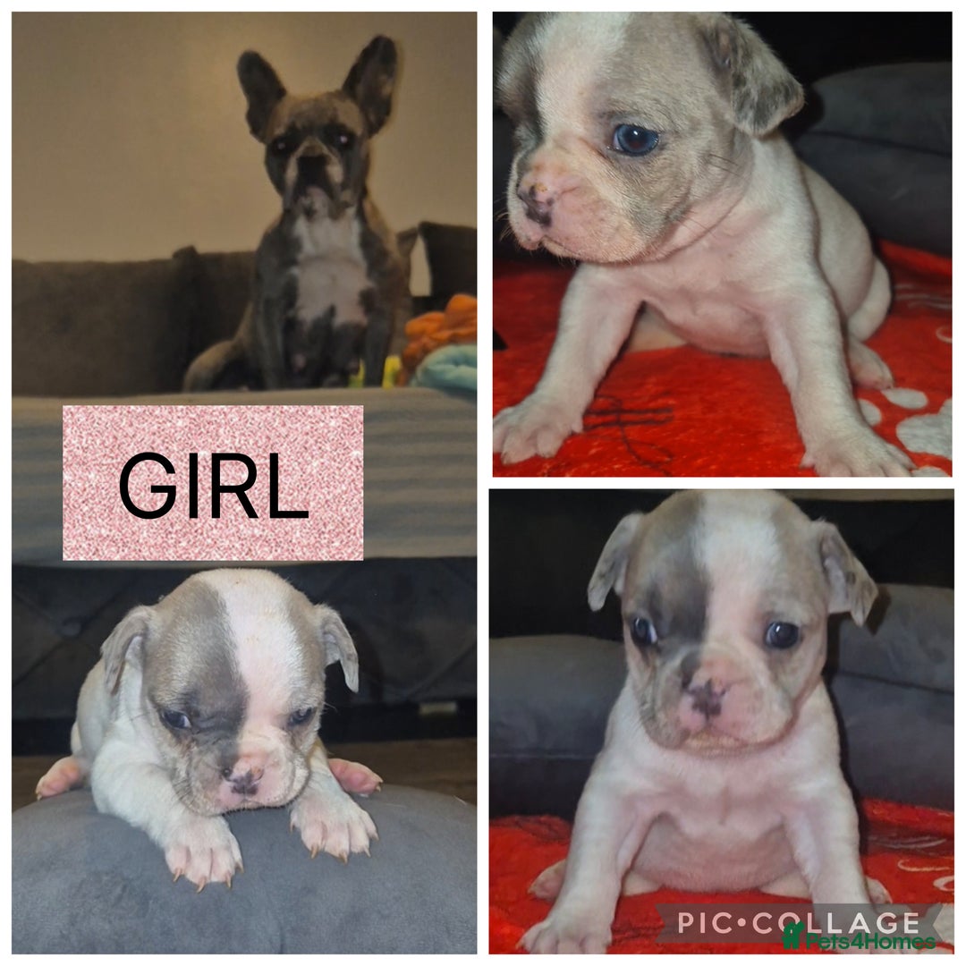 French Bulldog dogs for sale: 5 french bulldogs left!! Ready now! - Advert 23