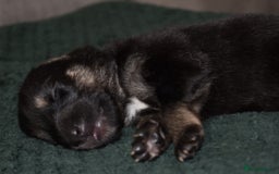 Shepsky dogs for sale: German shepherd x husky puppies - Image 29