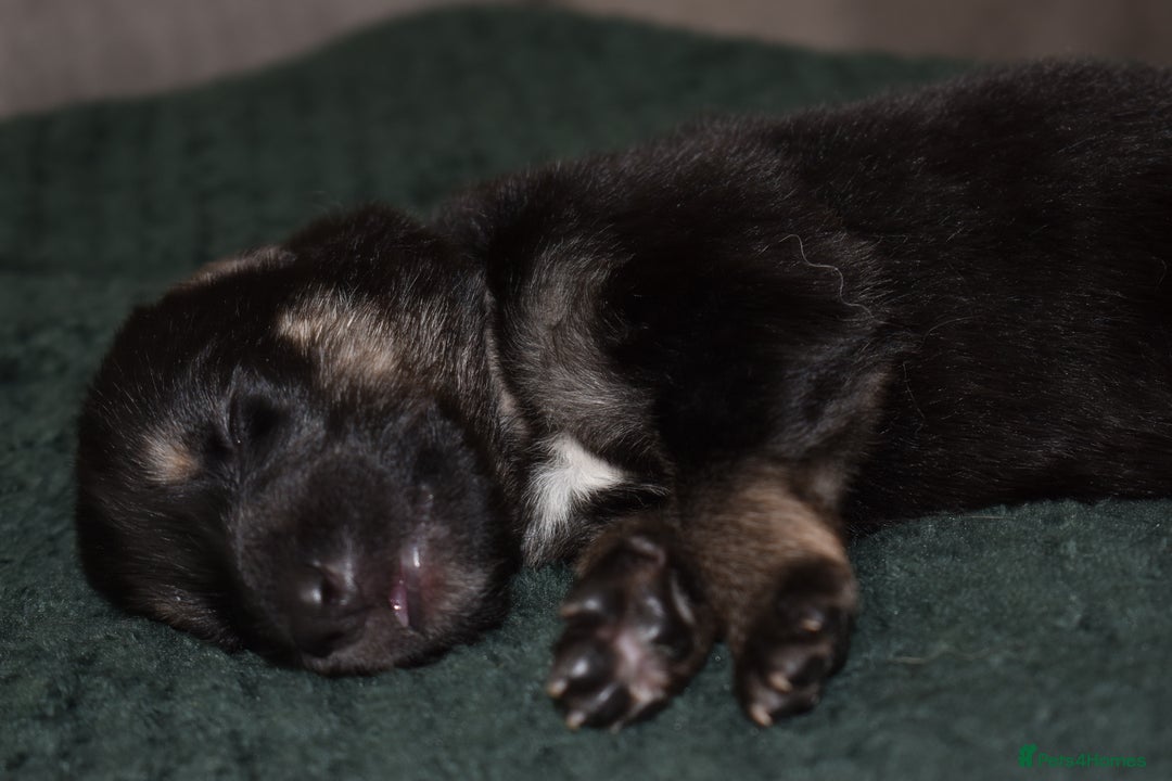 Shepsky dogs for sale: German shepherd x husky puppies - Image 29