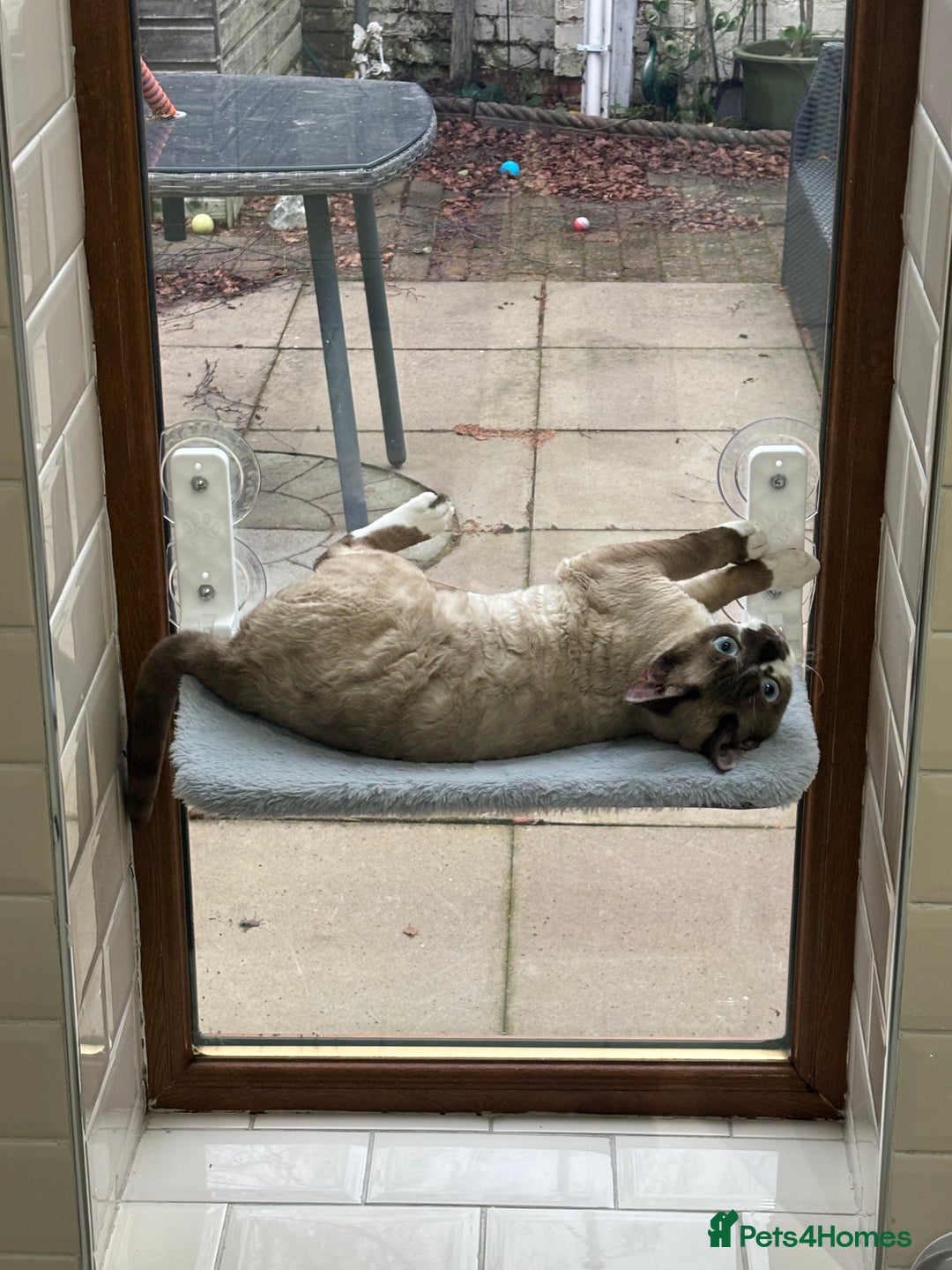 Devon Rex cats for sale: Devon Rex “Chino” - Advert 3