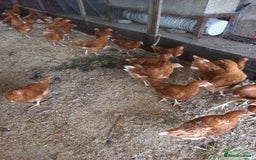Mixed Breed poultry for sale: Fabulous feathery friends and point of lay pullets - Image 5