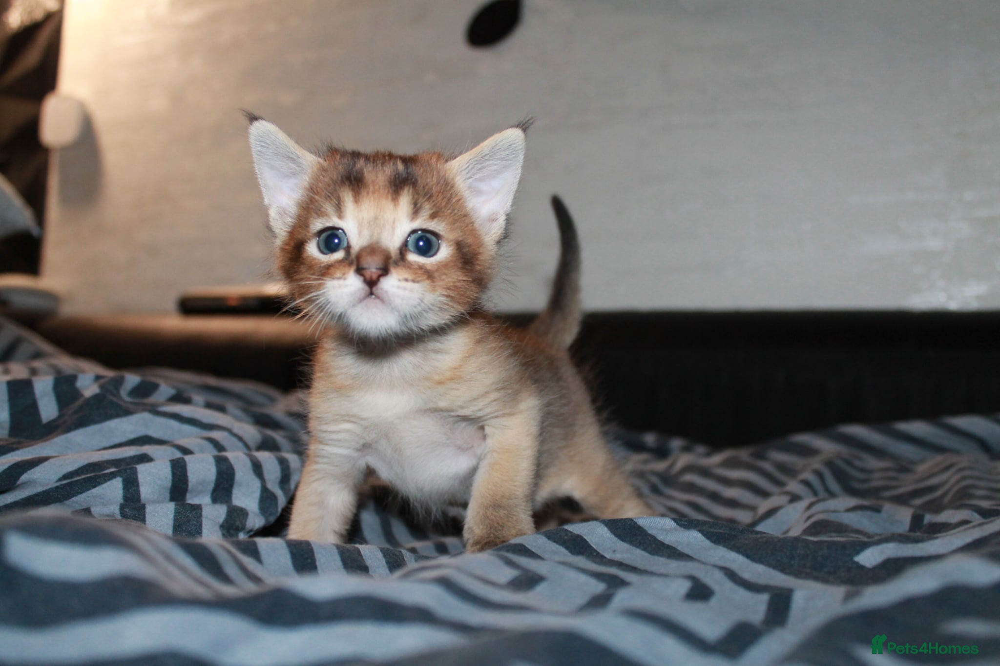 Chausie cats CHAUSIE  - Advert 1