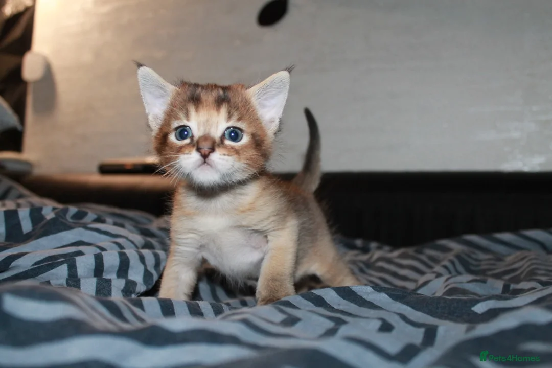 Chausie cats for sale: CHAUSIE  - Advert 1