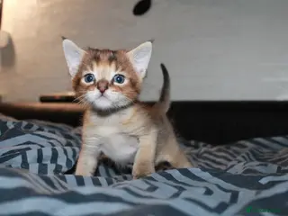 Chausie cats CHAUSIE - Advert 1