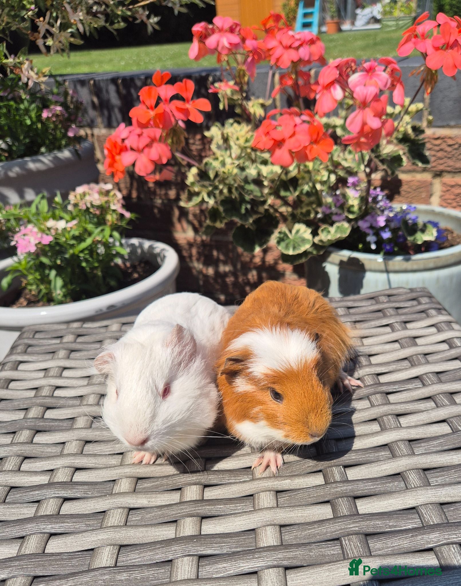 Guinea Pig rodents Female Baby Guinea Pig Pair - Advert 10