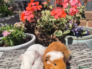 Guinea Pig rodents Female Baby Guinea Pig Pair - Advert 18