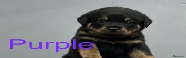 Purple deposit paid
