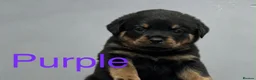Rottweiler dogs for sale: 🐾 KC REGISTERED ROTTWEILER PUPS  - Advert 9