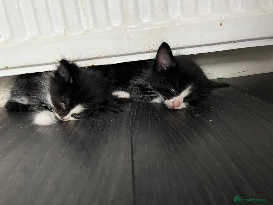 Mixed Breed cats for sale: 6 kittens for sale  - Image 3